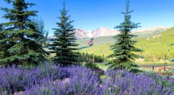 Mountain landscape with purple flowers