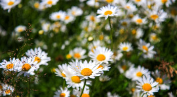 A field of daisies.